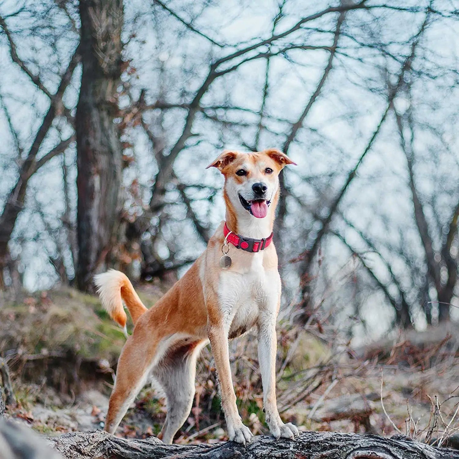 Collier Pour Chien Réfléchissant | visibilité et sécurité la nuit