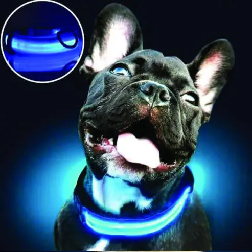PARENCE - Collier Lumineux pour Chien Taille M, 3 Modes d'Eclairage/Collier LED pour Animaux avec Boucle d'attache et Fermeture à Clipser gestionproduitsannimaux