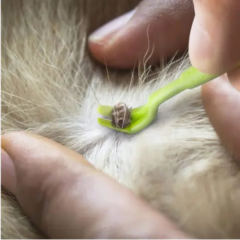 Crochets à Tiques linvshi shop – Lot de 3 Outils de Retrait Simples et Efficaces pour Chiens et Chats gestionproduitsannimaux