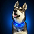 PARENCE - Collier Lumineux pour Chien Taille M, 3 Modes d'Eclairage/Collier LED pour Animaux avec Boucle d'attache et Fermeture à Clipser gestionproduitsannimaux