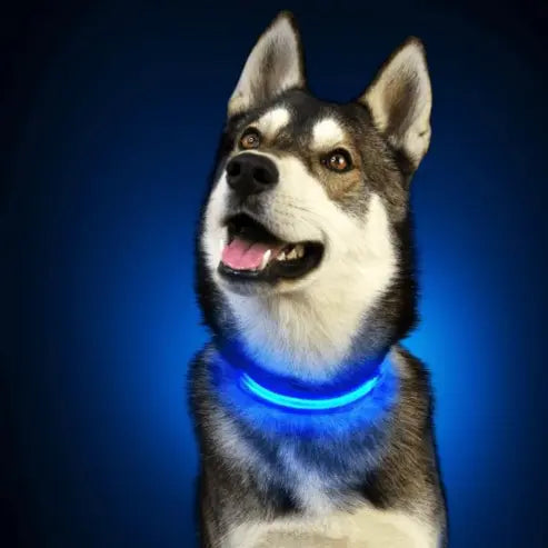 PARENCE - Collier Lumineux pour Chien Taille M, 3 Modes d'Eclairage/Collier LED pour Animaux avec Boucle d'attache et Fermeture à Clipser gestionproduitsannimaux