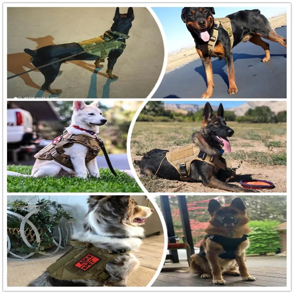 Harnais tactique pour chien testé sur différentes races et morphologies