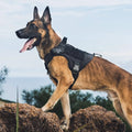 Harnais Tactique pour Chien avec Poignée – Gilet Anti-Traction Réglable, Panneaux Molle et Patch ID